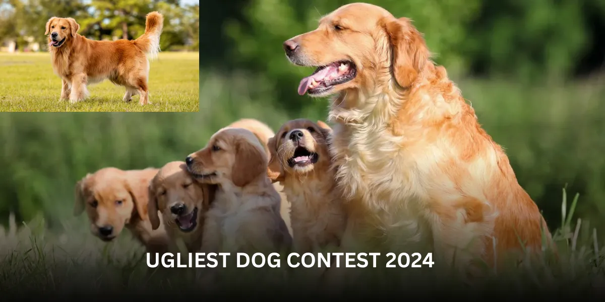 ugliest dog contest 2024